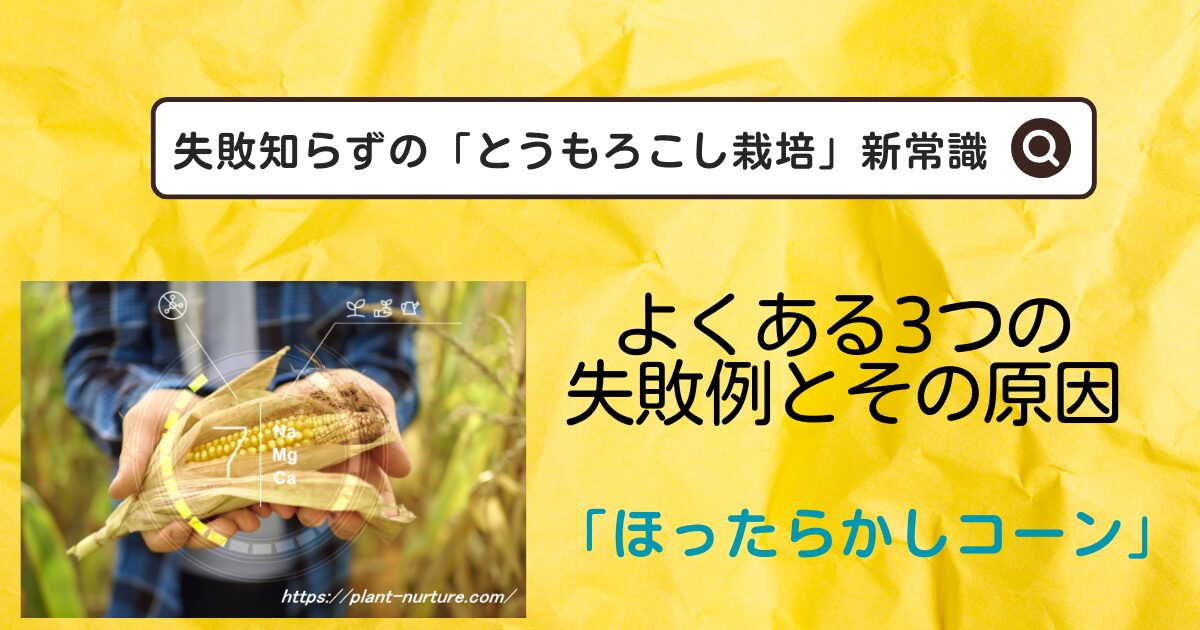 とうもろこし栽培をほったらかしで作る